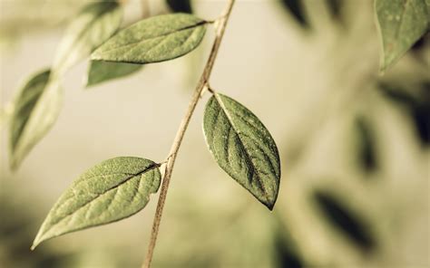 Wallpaper Sunlight Leaves Nature Plants Branch Green Tree