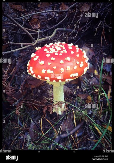 Fly Agaric Mushroom Stock Photo Alamy