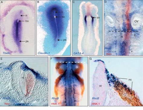 Figure From In Situ Hybridization Analysis Of Chick Embryos In Whole