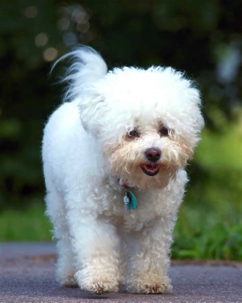 42 Cutest Small Fluffy Dog Breeds (With Pictures!)