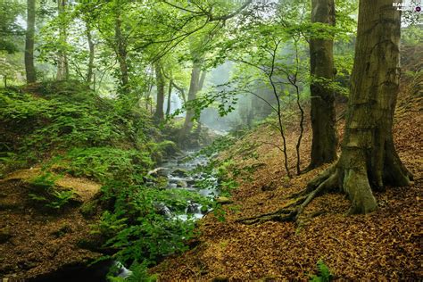 peak district national park forest fog trees stream county