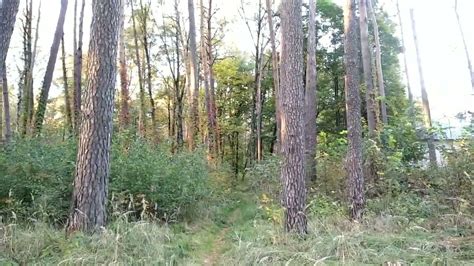 Лесок🌲 - YouTube