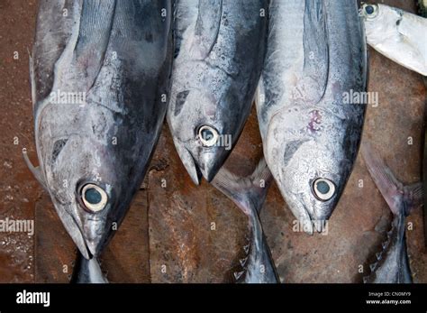 Yellow Fin Tuna At Galle Fort Fish Market Sri Lanka Stock Photo Alamy