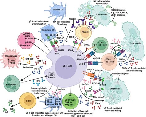 Frontiers γδ T Cells in the Tumor MicroenvironmentInteractions With