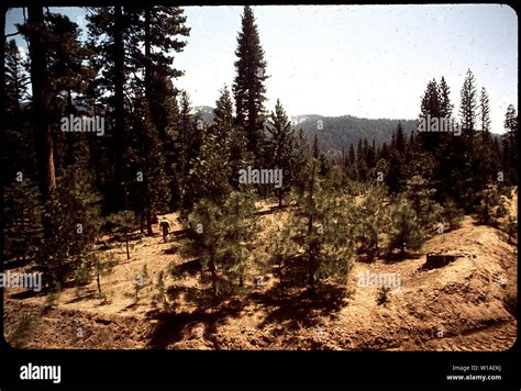 A TYPICAL SELECTIVE-CUT FOREST Stock Photo - Alamy