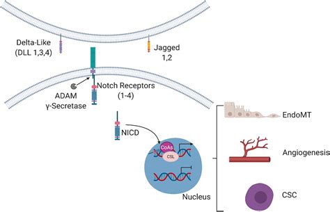 Frontiers Notch Signaling In Vascular Endothelial Cells Angiogenesis