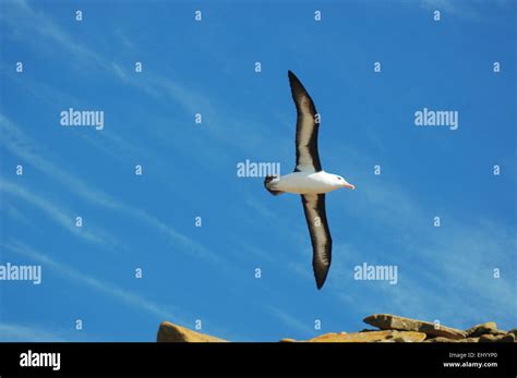 The Falklands Falkland South America Albatross Birds Black Browed