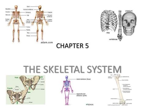 Free Chapter 5 Skeletal System Worksheet Answers Download Free Chapter