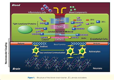 Figure From Neurovascular Coupling In Cognitive Impairment Associated