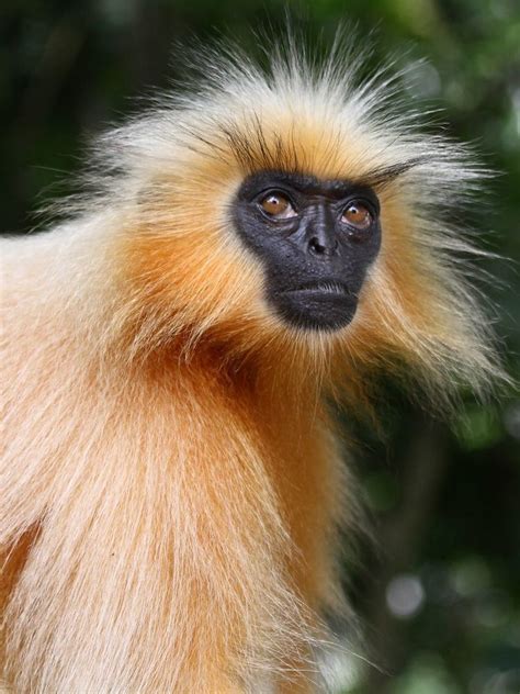 Gee's golden langur - Alchetron, The Free Social Encyclopedia