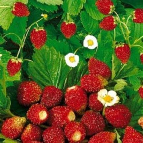 Strawberry Regina Alpine Finest Seeds Ebay