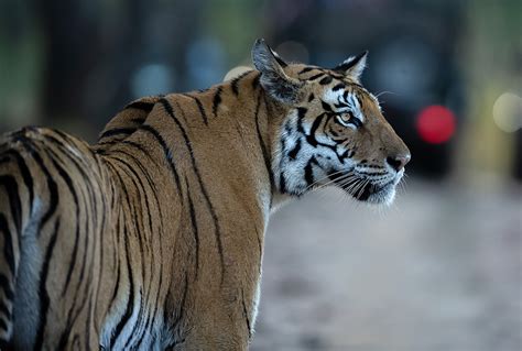 Bengal Tiger Vs Siberian Tiger Comparison - Nature Safari India