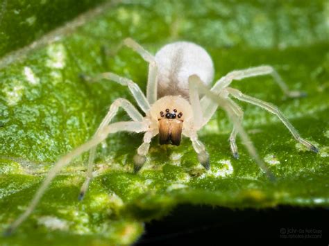 Arachtober 15 Ghost Spider Jciv Flickr