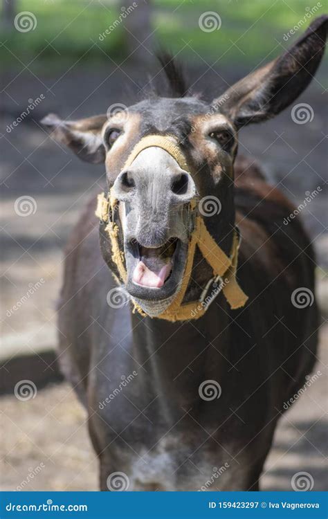 Funny Donkey Animal Portrait Screaming Funny Face With Open Mouth One