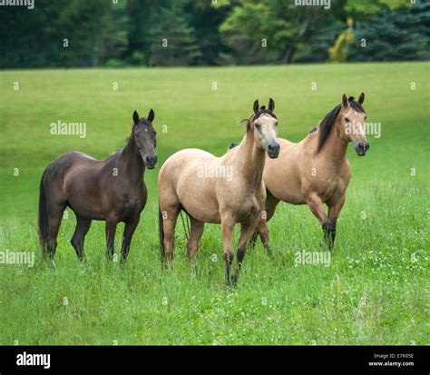 Black Mustang Horse Hi Res Stock Photography And Images Alamy