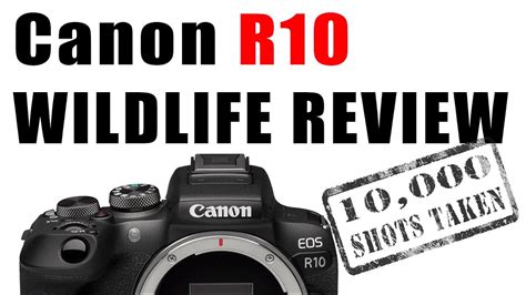 Review Of The Canon R For Bird And Wildlife Photography Youtube