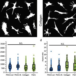 Cell Spreading Dynamics Is Very Different For PAAm And Protein Gels A