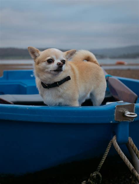 Dog Boat Photos, Download The BEST Free Dog Boat Stock Photos & HD Images