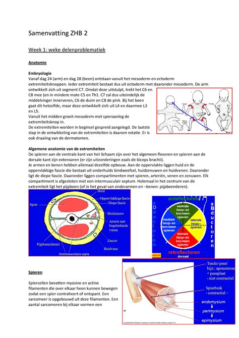 Zintuigen Hersenen En Beweging Samenvatting Samenvatting Zhb