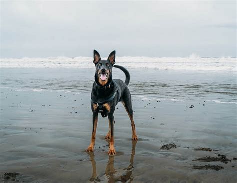 Review Of Staying At Morro Bay State Park Campground