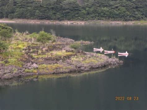 ヘラブナ42cm！16匹！の釣果｜2022年8月23日｜湖畔荘（山梨精進湖）｜釣割