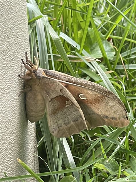 Moth ID? Native to Midwest Indiana : r/whatsthisbug