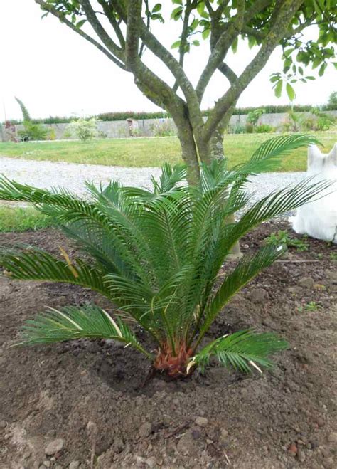 نخل السايكس او اسمه العلمي Cycas Revoluta مشتلي