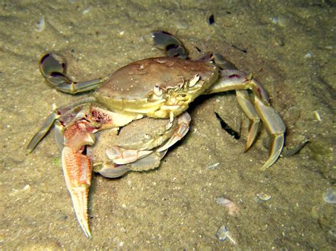 Mating Sand Crabs Anthony Pearson Flickr