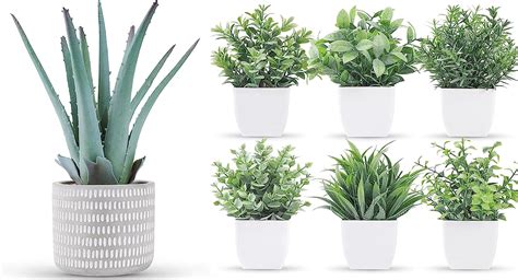 Un Paquete De Plantas Suculentas Artificiales Y Paquetes De Peque As