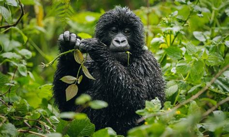 Why are Mountain Gorillas endangered - why gorillas are endangered