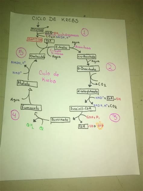 Ciclo De Krebs Paso A Paso