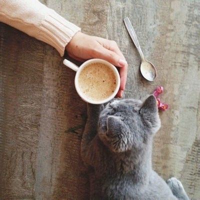 Любителям кофе и кошек!) | Cute cats, Cats, Cats and kittens