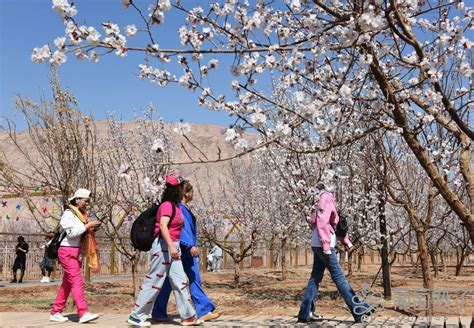 【图说吐鲁番】火焰山下花正艳