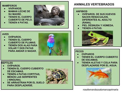 Diapositivas Animales