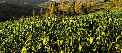 Home Circle | Rwanda Green Fund