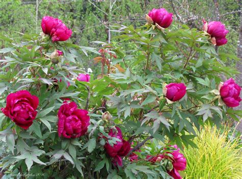 Voice In The Garden Chinese Tree Peony Paeonia Suffruticosa