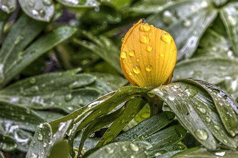 Wallpaper Water Spring Dew Leaf Flower Plant Drop Flora Makro