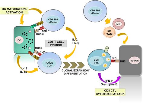 Frontiers Systemic Cd Immunity As A Key Contributor To Pd L Pd