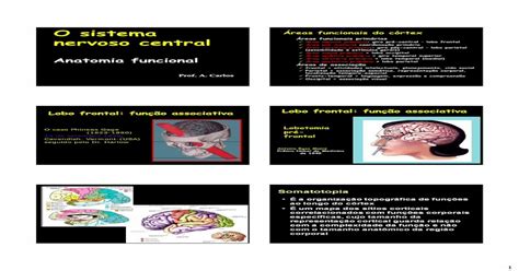 O Sistema Nervoso Central 9 P Br · Anatomia Funcional