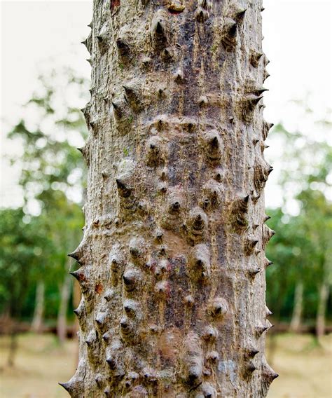 Tree Trunk Thorny Forest Of Bombax Ceiba Tree Or Cotton Tree Stock