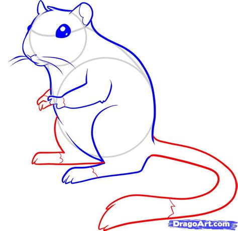 Gerbil Drawing at PaintingValley.com | Explore collection of Gerbil Drawing