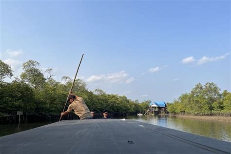 Ulasan Hutan Mangrove Mentawir Di Ibu Kota Baru