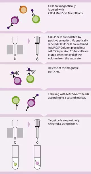 Cd34 Multisort Kit Human Miltenyi Biotec Usa
