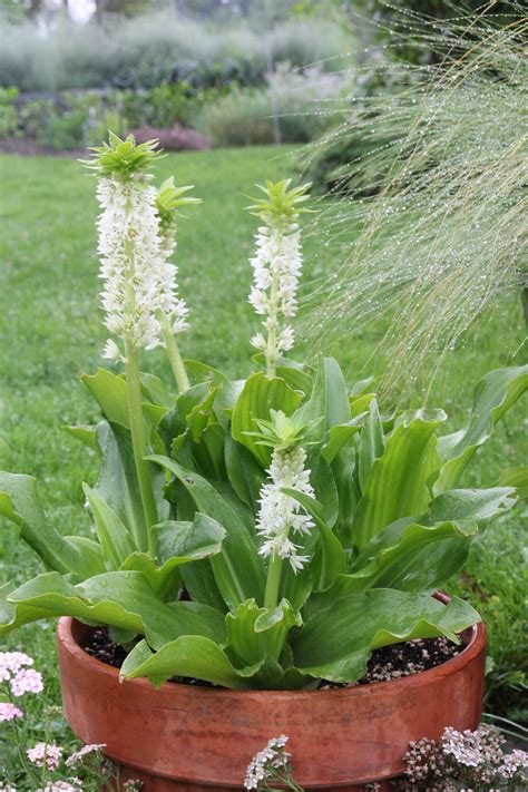 Eucomis: Why Grow Pineapple Lilies? – Longfield Gardens