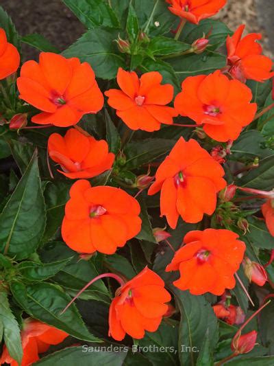 Impatiens Sunpatiens® Compact Electric Orange Impatiens From Saunders