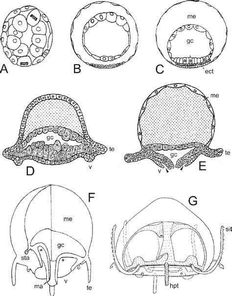 Hydrozoa | Semantic Scholar