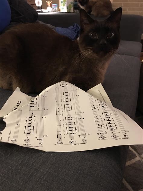 Hello! My name is Mister Murdoch! I like to chew on my mom’s sheet