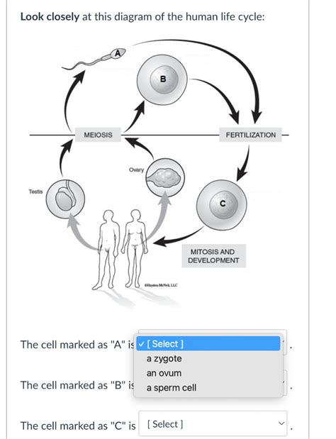 Solved Look closely at this diagram of the human life cycle: | Chegg.com