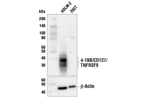 4 1BB CD137 TNFRSF9 E6Z7F XP Rabbit MAb BSA And Azide Free Cell