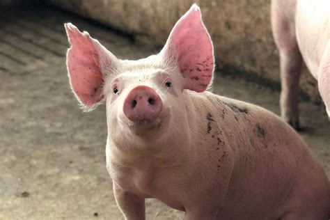 Top 6 Feed Additives To Restore Pig Gut Health All About Feed